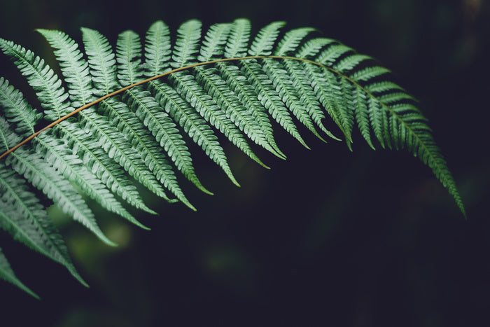 Fiddlehead frond