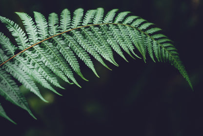 Fiddlehead frond