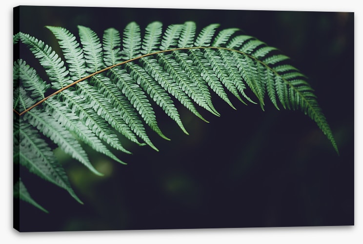 Fiddlehead frond