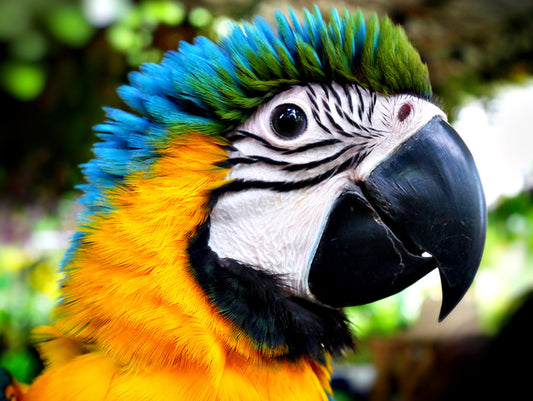 Macaw calling