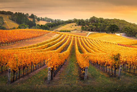Golden vines