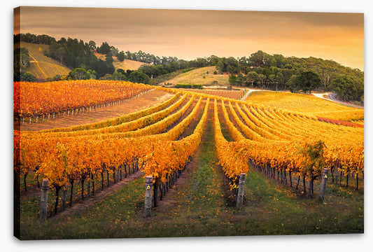 Golden vines