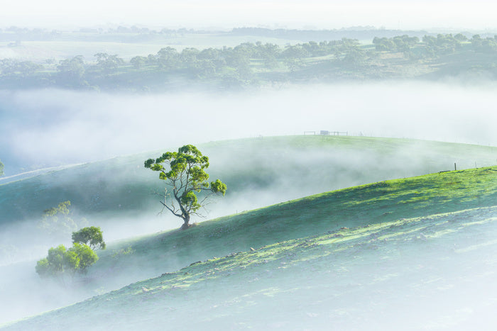 Morning mist