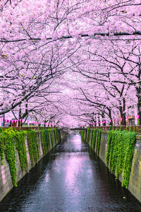 Sakura canal