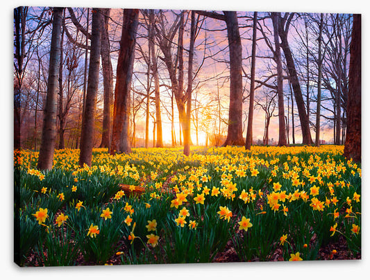 Daffodil forest sunset