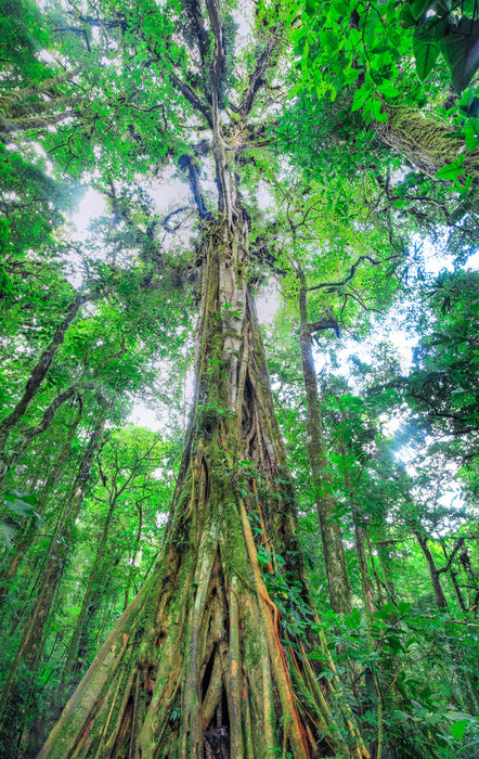 The green giant