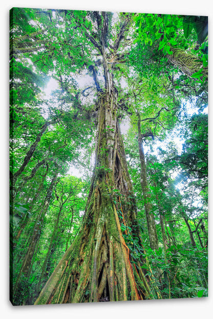 The green giant