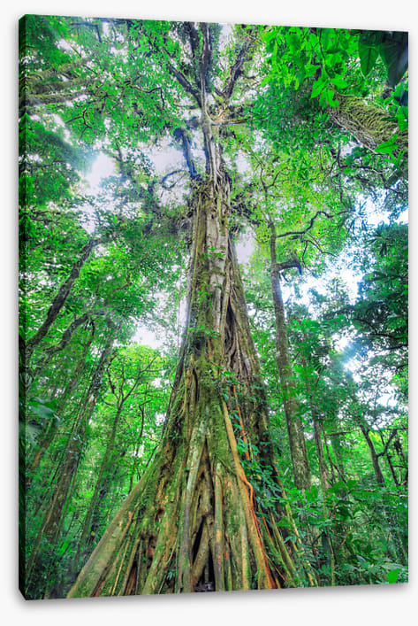 The green giant