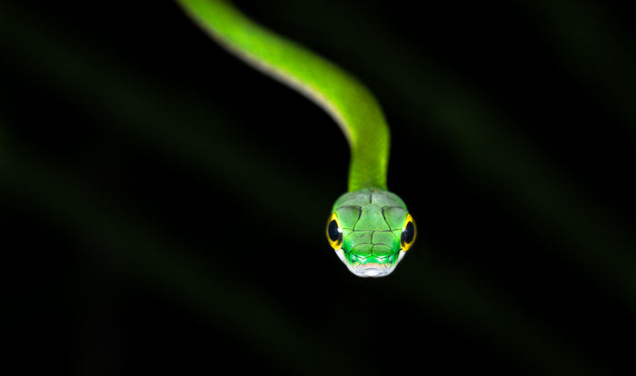 Reptiles / Amphibian
