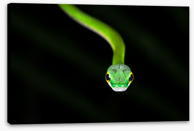 Reptiles / Amphibian