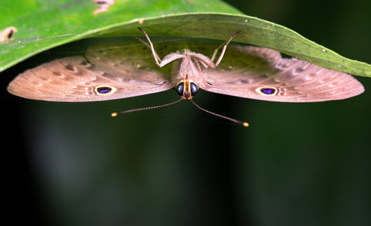 Insects