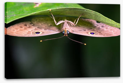 Insects