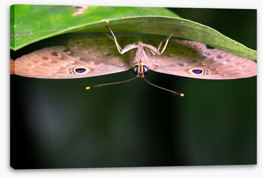 Insects