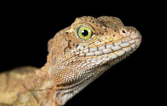 Basilisk in the night