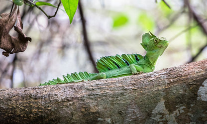 Reptiles / Amphibian