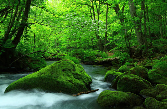 Forest verdure