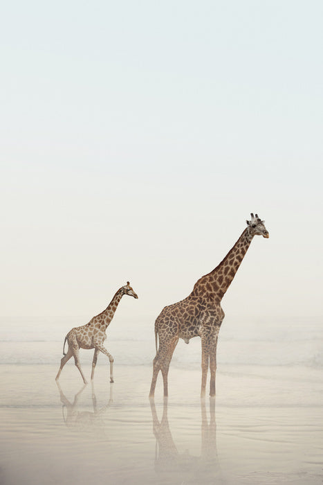Beach safari