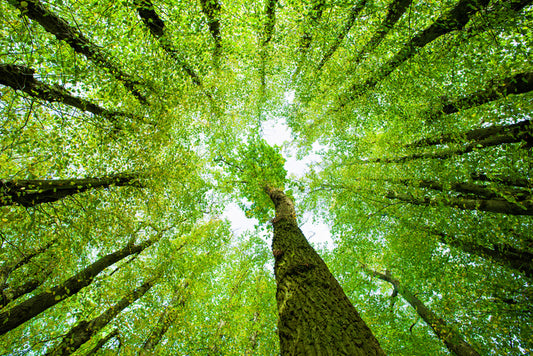 Lime tree canopy