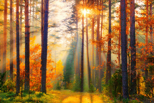 Golden shadows
