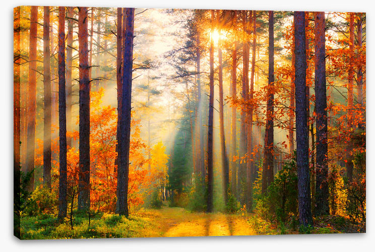 Golden shadows