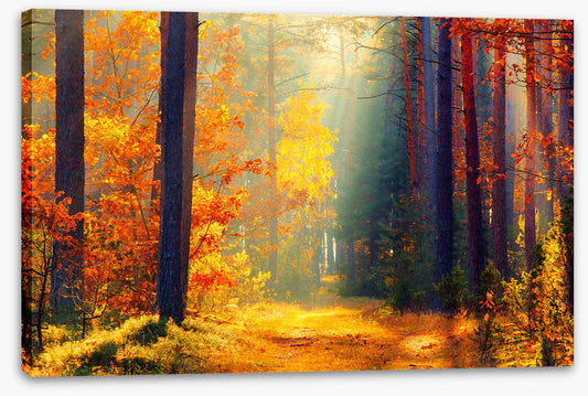 Autumn illuminated