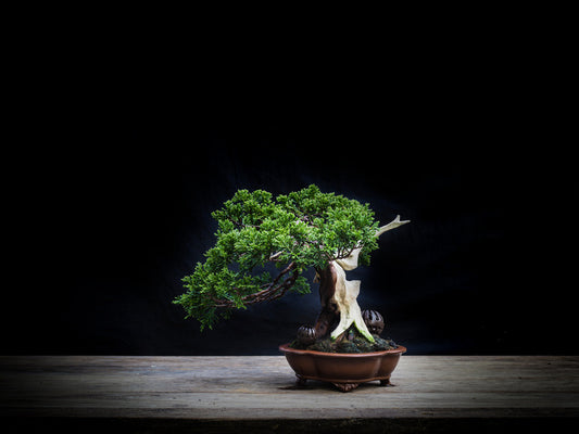 Black juniper bonsai