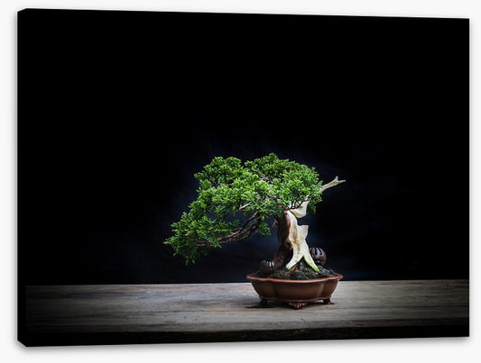 Black juniper bonsai