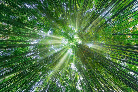 Sunbeam greens
