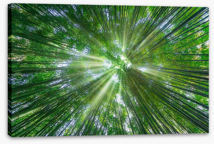 Sunbeam greens