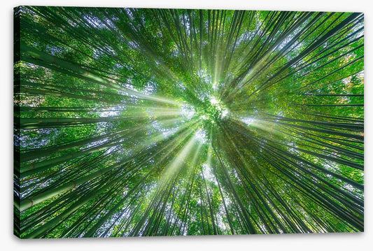 Sunbeam greens