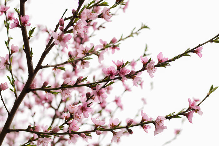 Spring at last