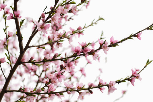 Spring at last