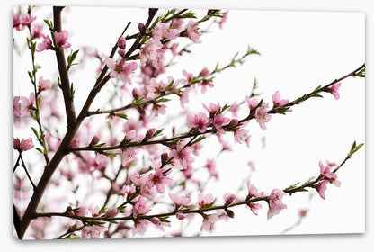 Spring at last