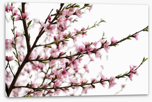Spring at last