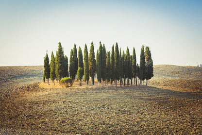 Trees