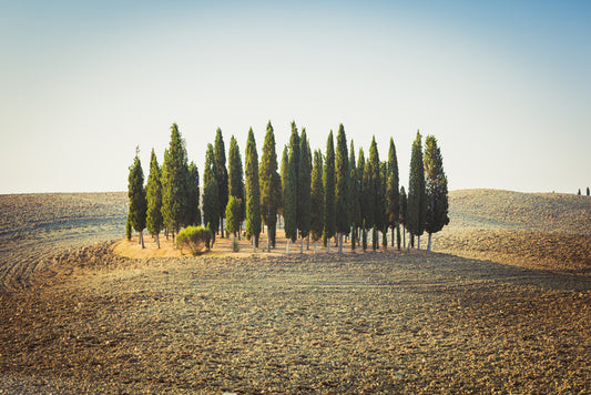 Trees