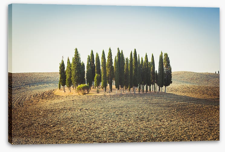 Trees