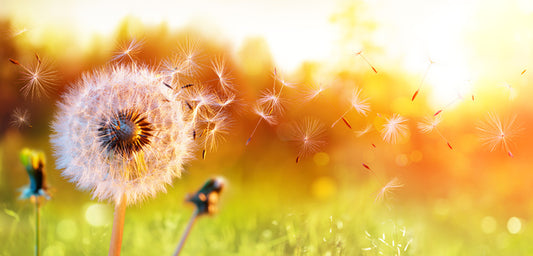 Freedom to wish