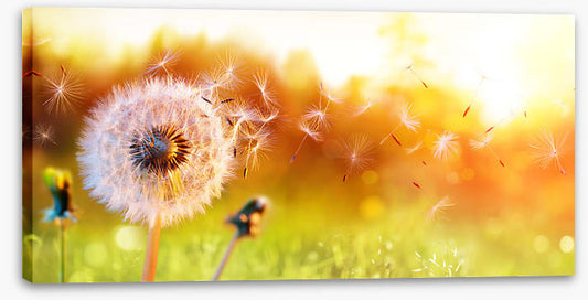 Freedom to wish