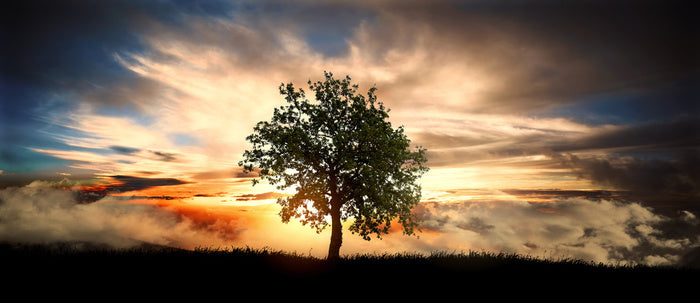 The lonely tree