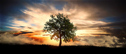 The lonely tree