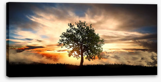 The lonely tree