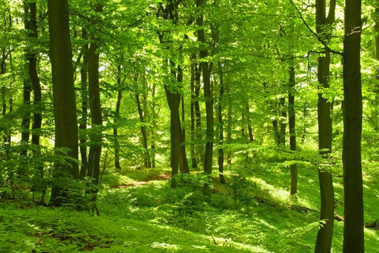 Emerald forest