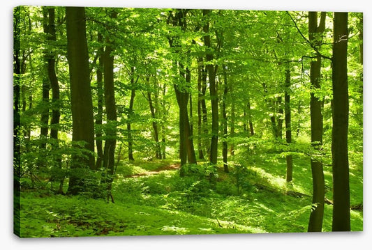 Emerald forest