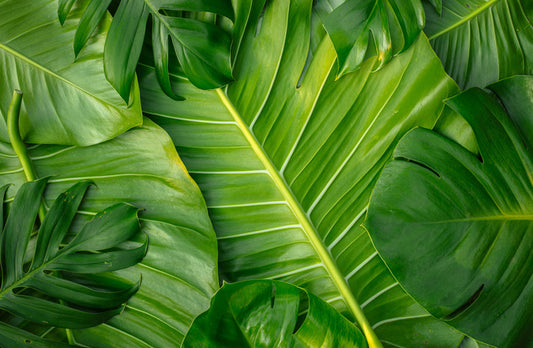 Feeling leafy