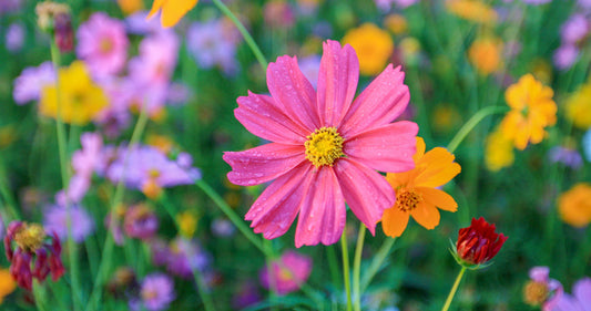 One pink cosmos