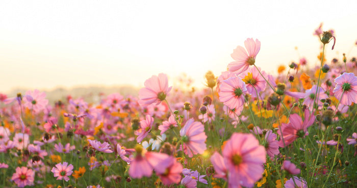 Among the cosmos