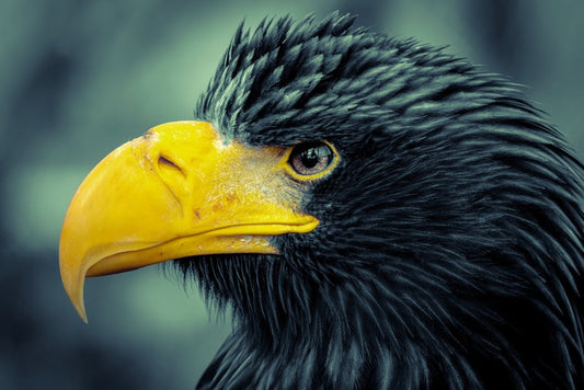 Angry bird