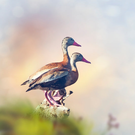 Birds