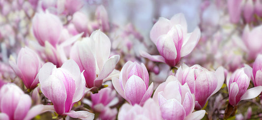 Magnolia mist
